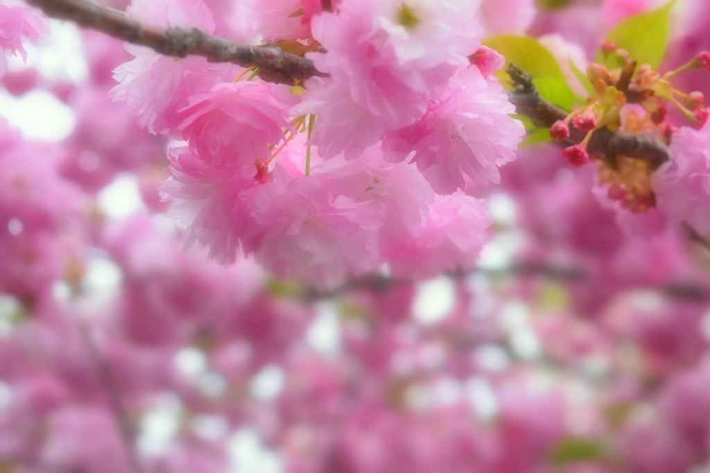 八重桜