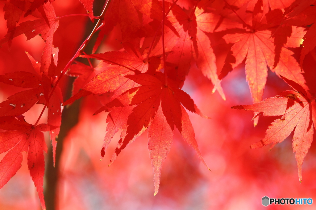 紅葉