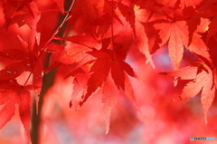 紅葉