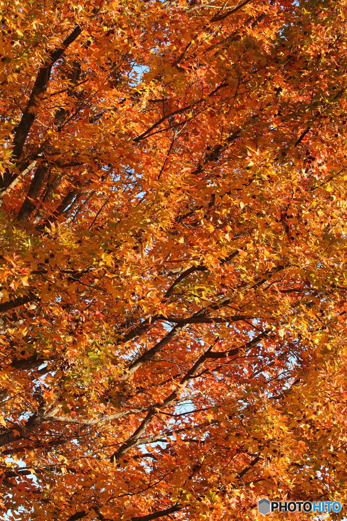 紅葉