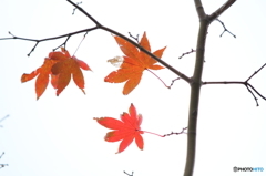 晩秋