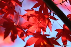 紅葉