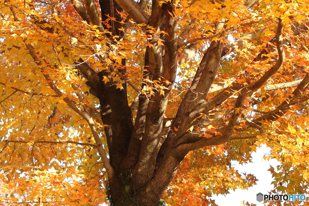 紅葉