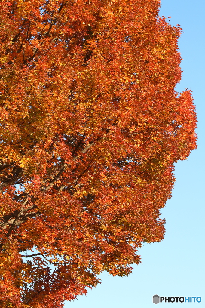 紅葉