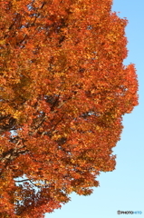 紅葉