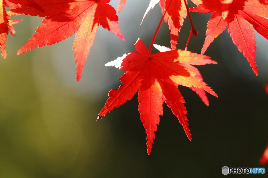 紅葉