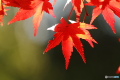 紅葉