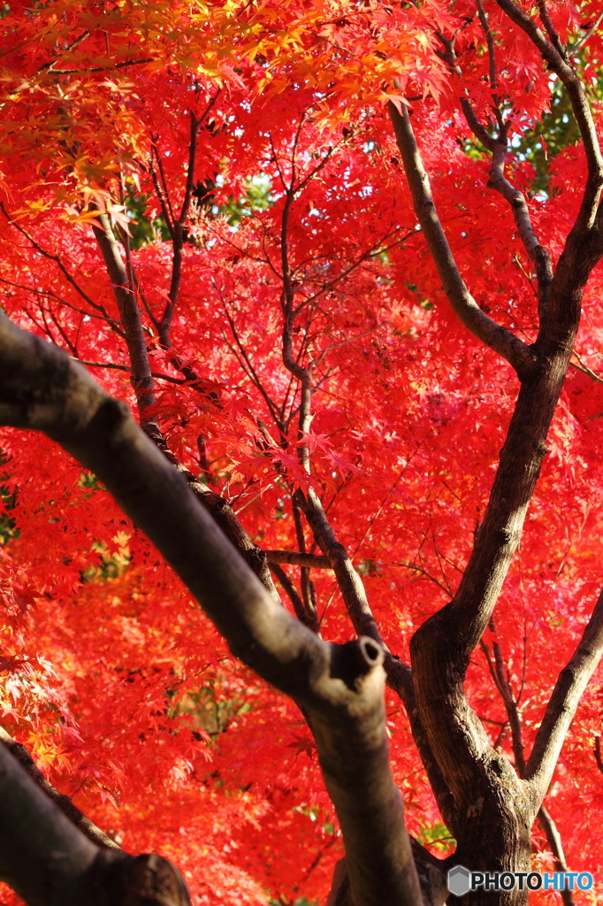 紅葉