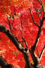 紅葉