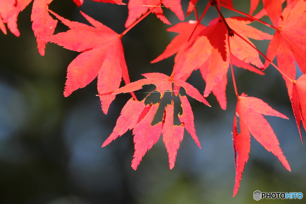 紅葉