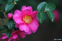 紅一点