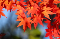 紅葉