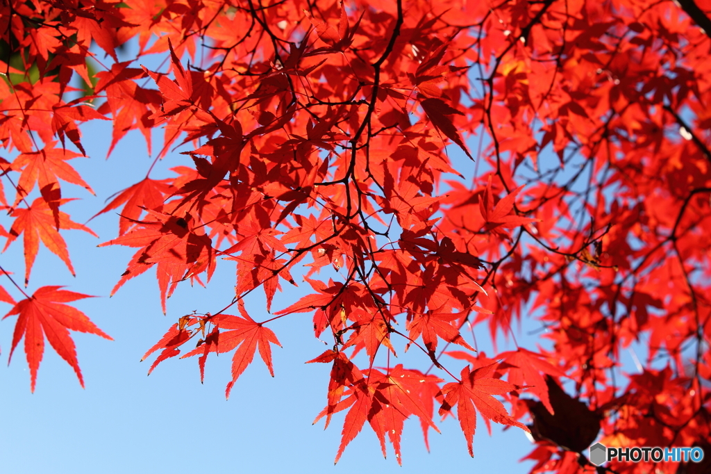 紅葉