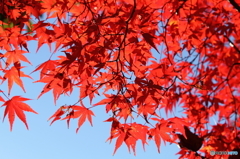 紅葉