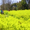 菜の花畑