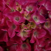 紫陽花