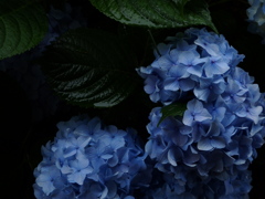 紫陽花