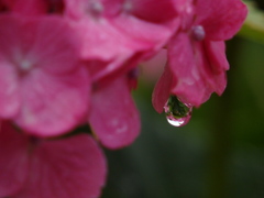 紫陽花