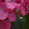 紫陽花