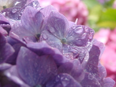 紫陽花
