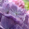 紫陽花
