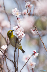 春の出会い