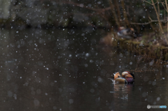最後の雪