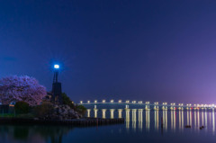 夜桜…琵琶湖の灯台