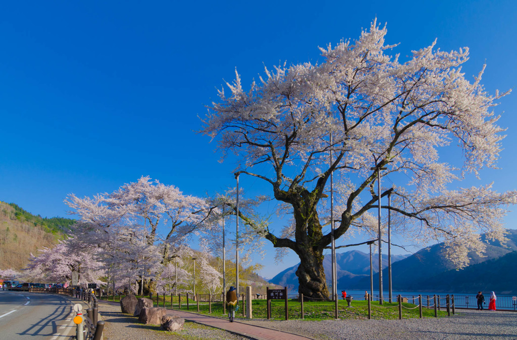 荘川桜（2年前、2014年）