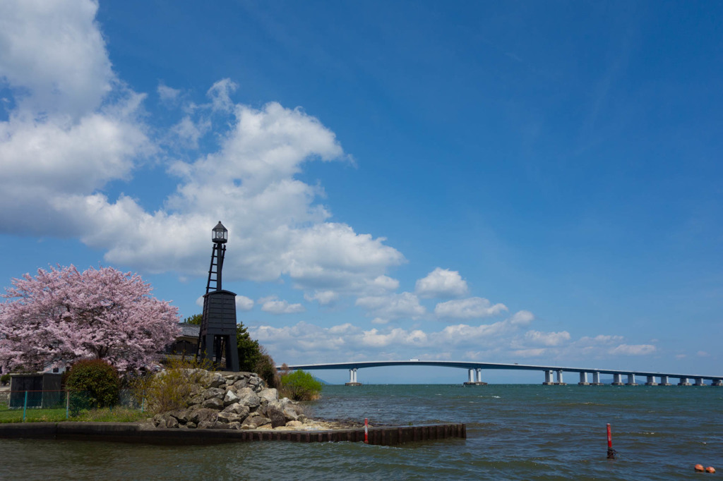 桜…琵琶湖の灯台 晴れ（＾＾