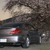 夜桜とクルマ