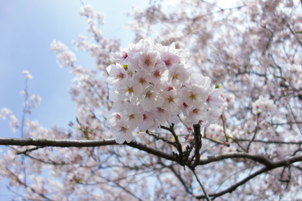 桜…RX100絞り全開放
