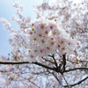 桜…RX100絞り全開放