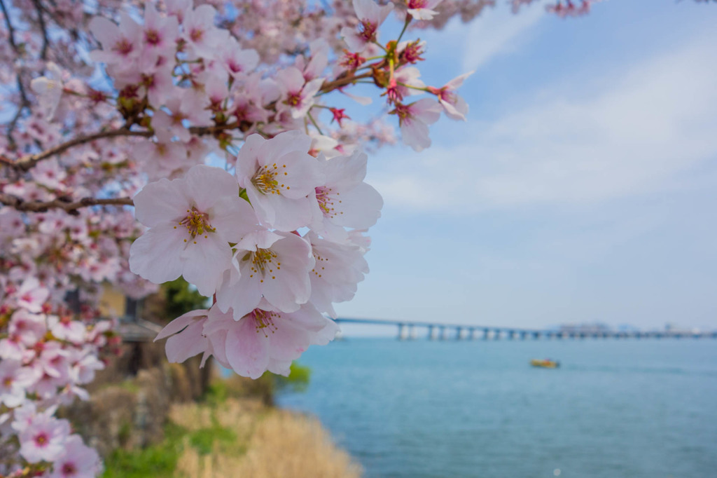 灯台の桜