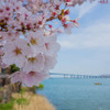 灯台の桜