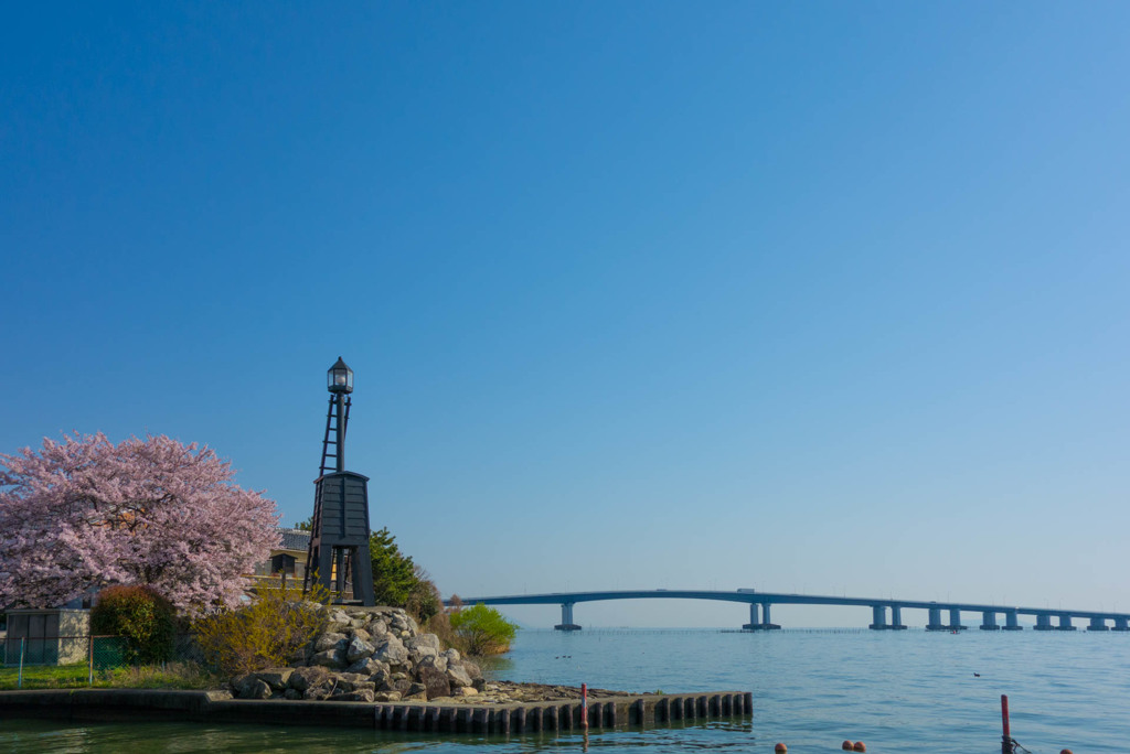桜…琵琶湖の灯台 今朝ver