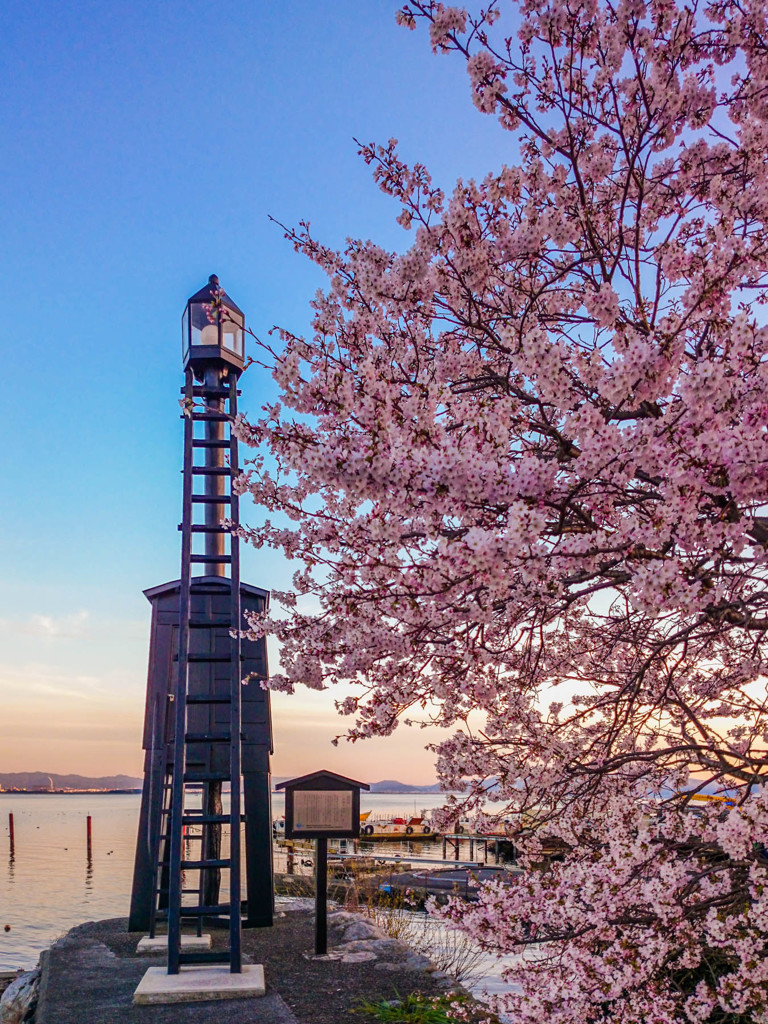 琵琶湖の灯台と桜