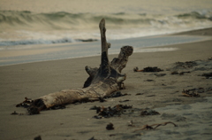 どうやって海に来たの？