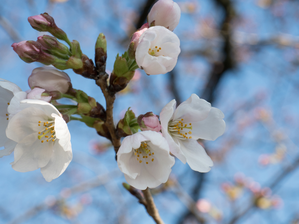 やっと桜２