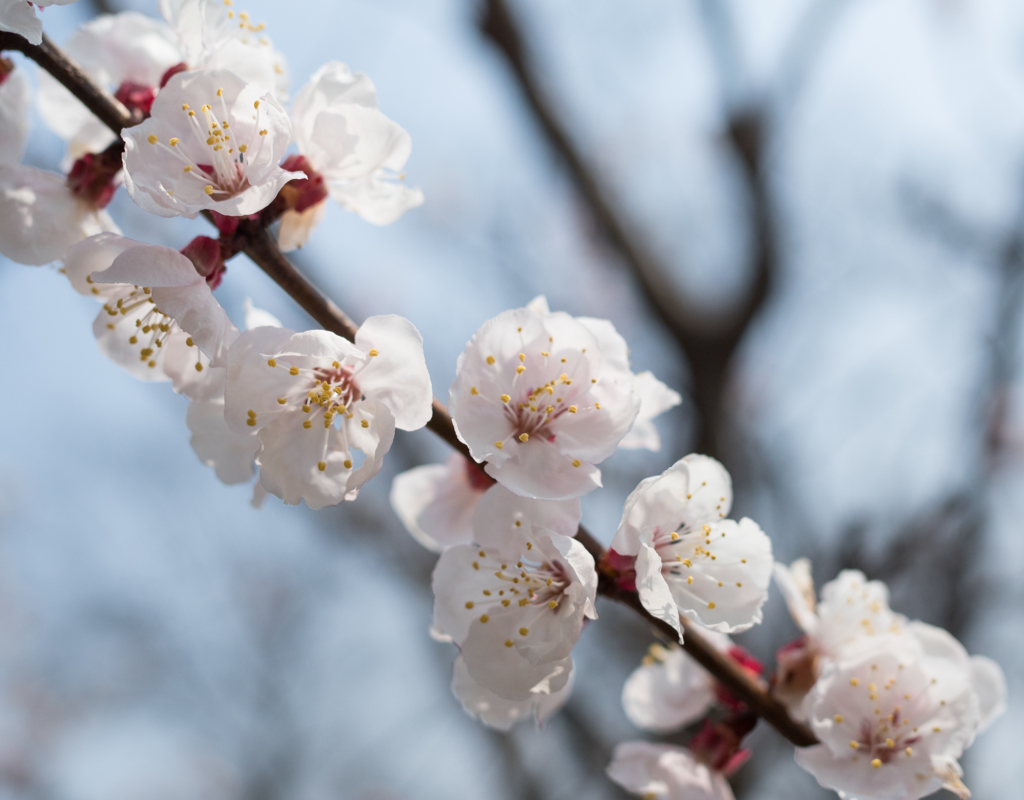 桜に見えんかな〜^^;