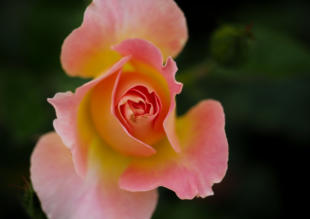 薔薇
