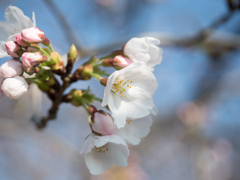 やっと桜