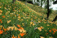 暖色の花畑