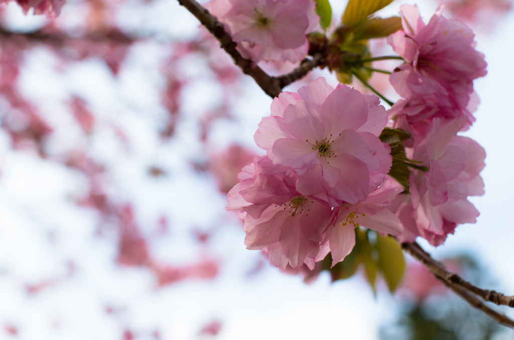 芽吹きの季節