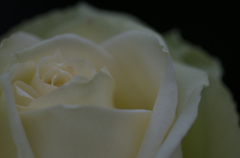 白薔薇の憂鬱
