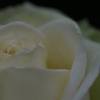 白薔薇の憂鬱
