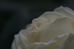 白薔薇の溜息