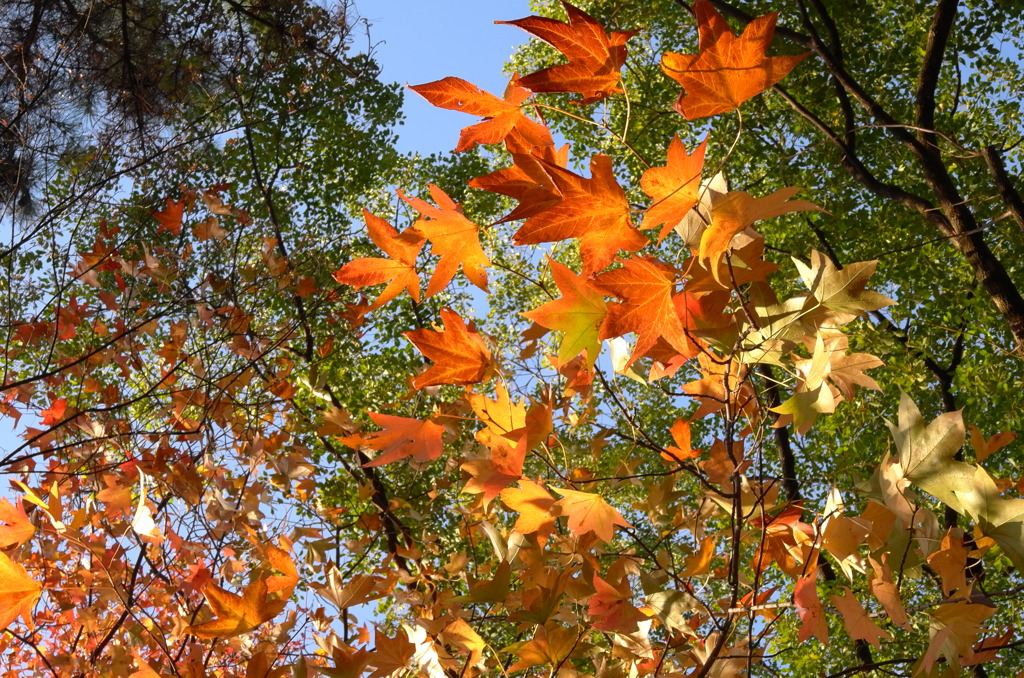 最後の紅葉