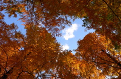 青空と雲とセコイアの紅葉