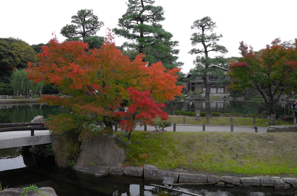 お屋敷の紅葉⑧